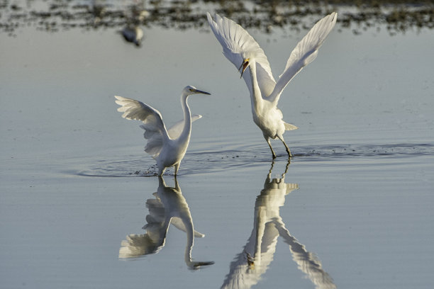 egret