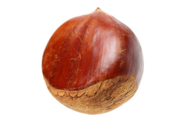 chestnut