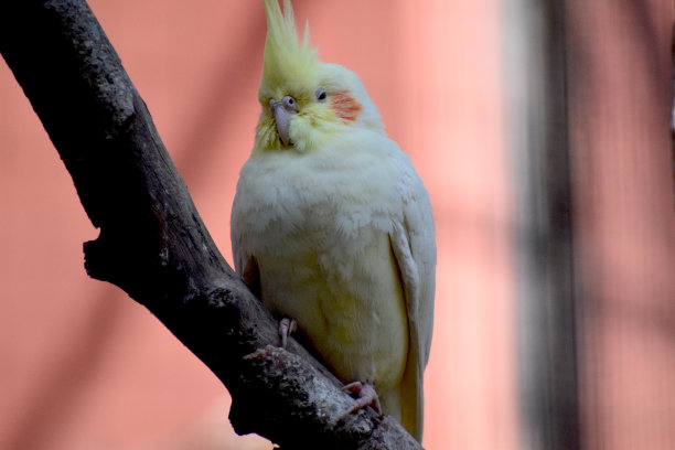 captivity