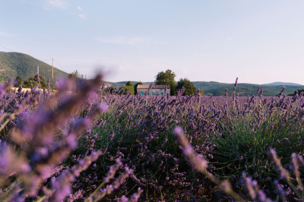 provence