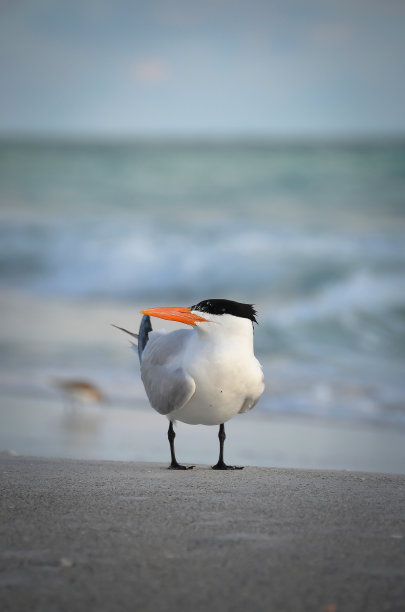 tern