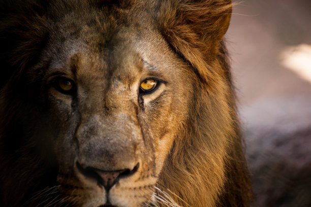 lions