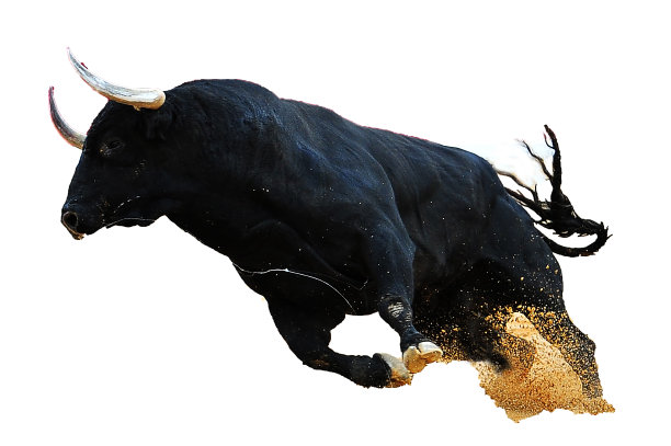 bull