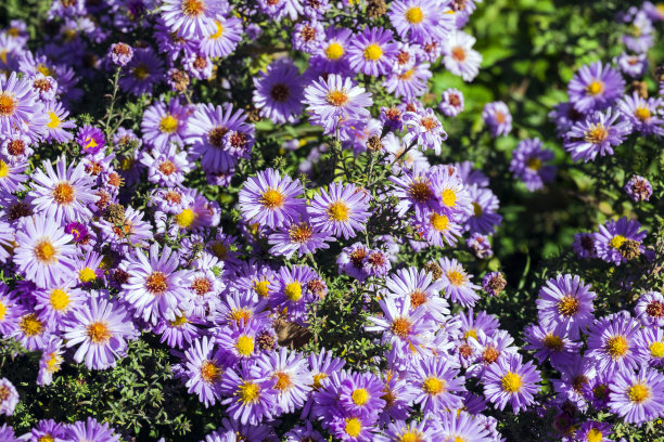 aster