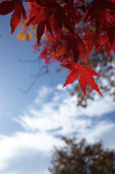 红枫叶