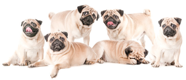 pug