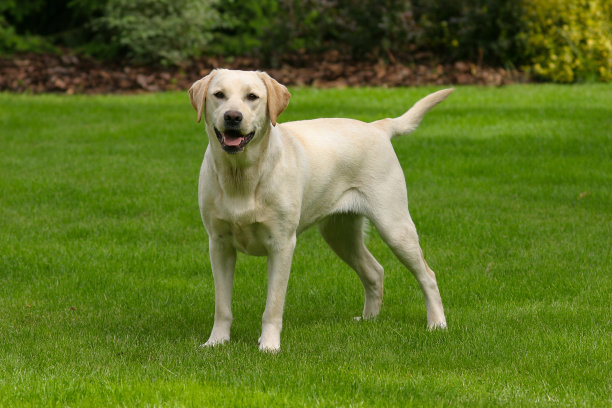 labrador