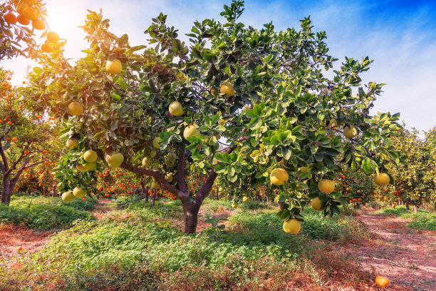 orchard