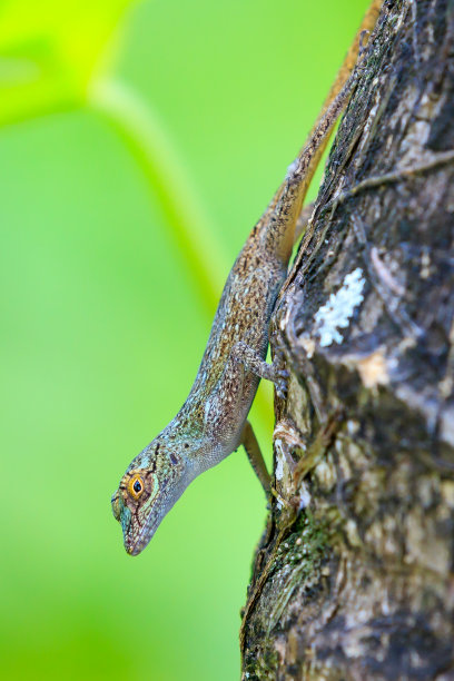 phelsuma