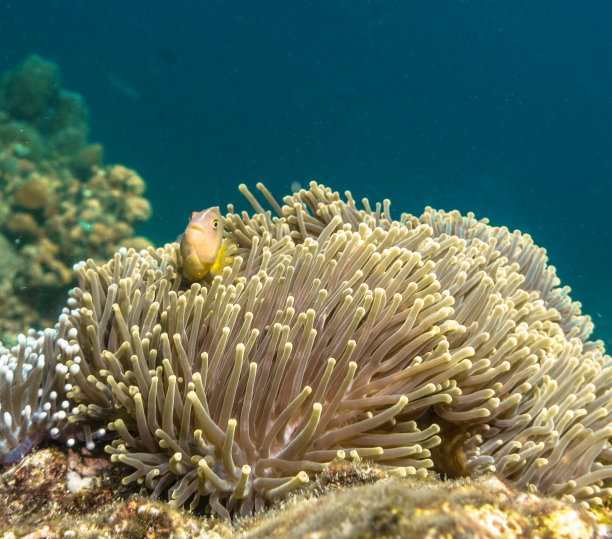 anemonefish