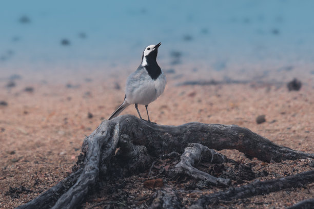wagtail