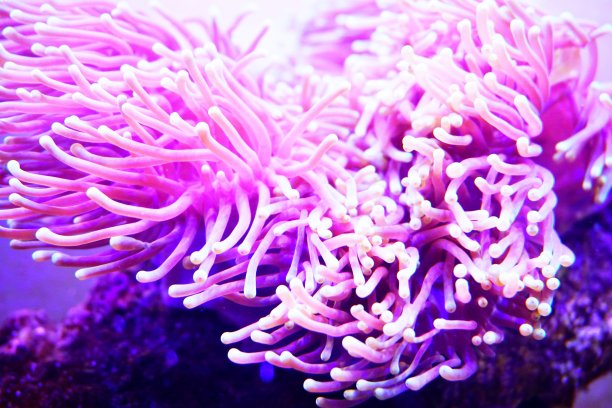 anemonefish
