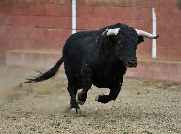 bull