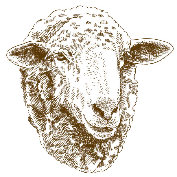 lamb