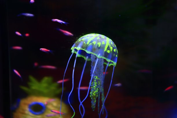 jellyfish