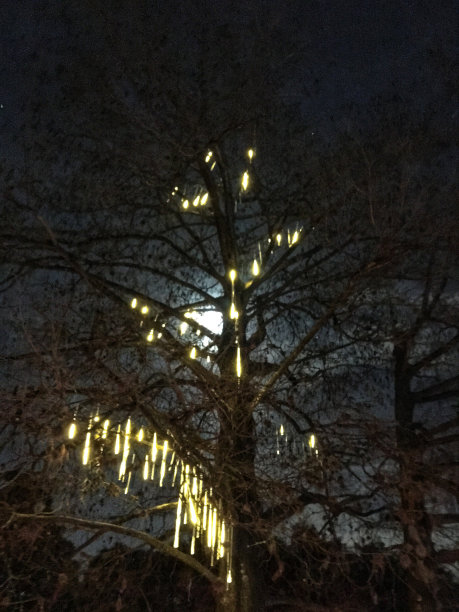 节日树挂彩灯