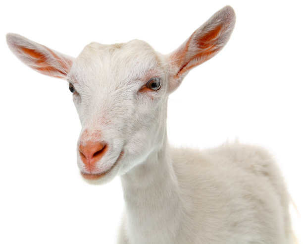 goat
