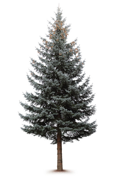 spruce
