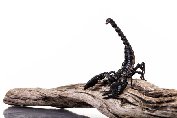 scorpio