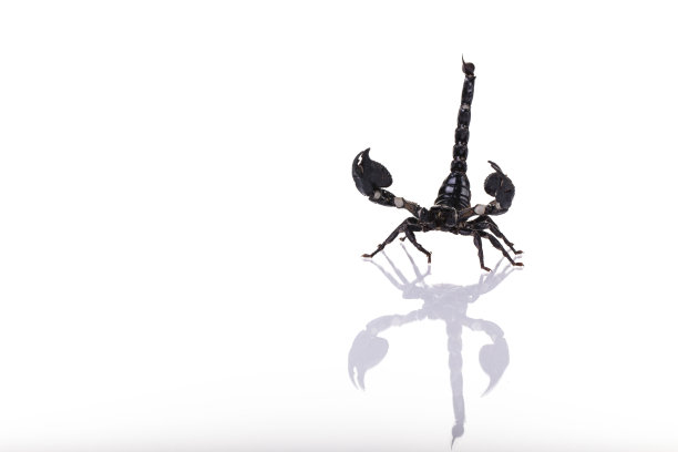 scorpio