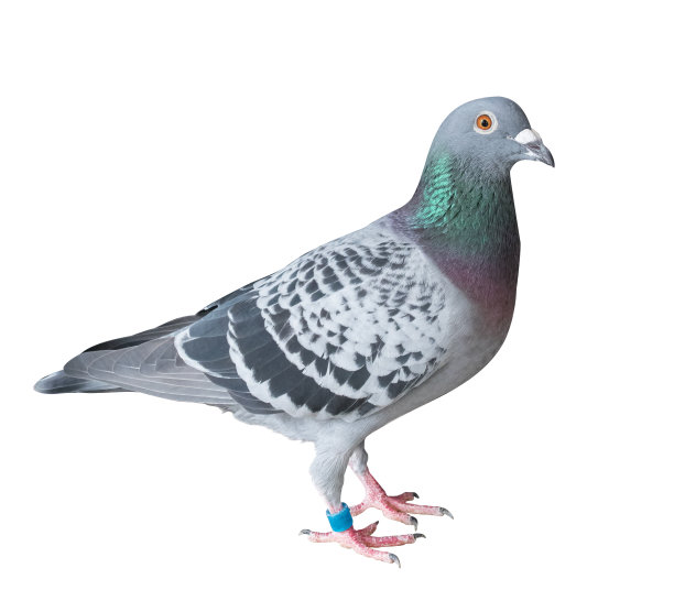 pigeon