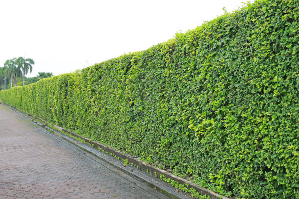 shrub