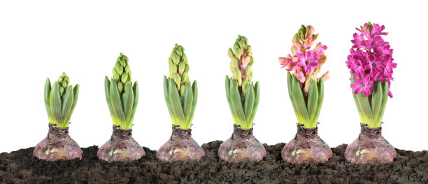 hyacinth
