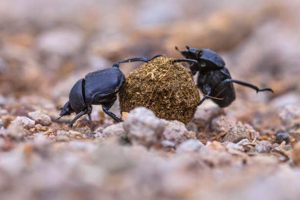 beetles
