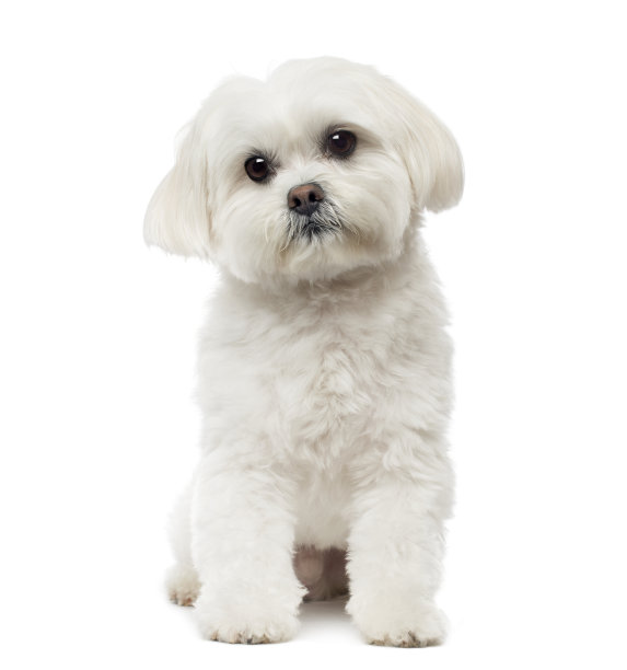 比熊犬
