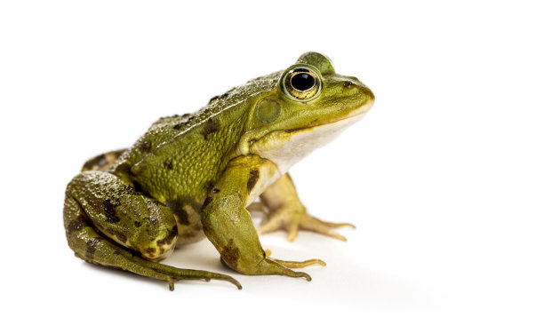 frog
