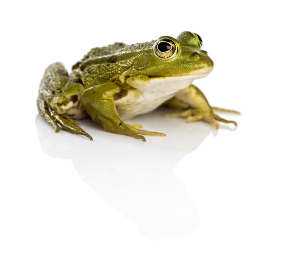 frog