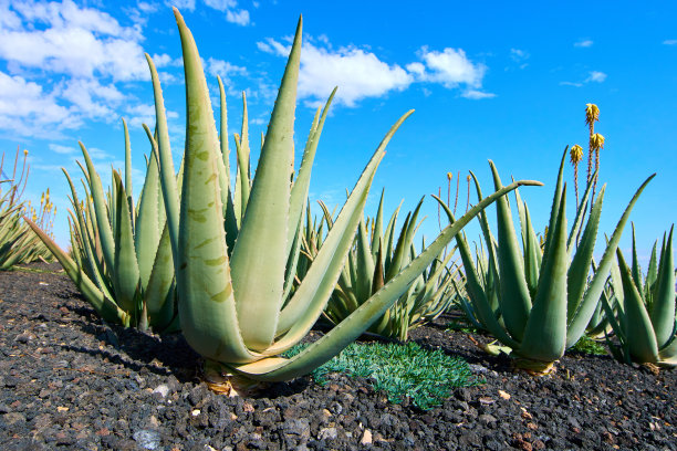 aloe