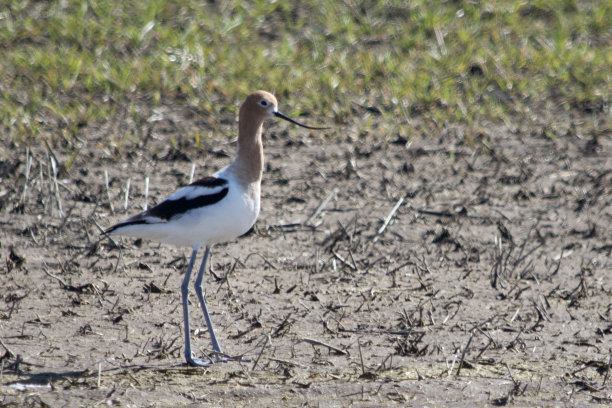 avocet