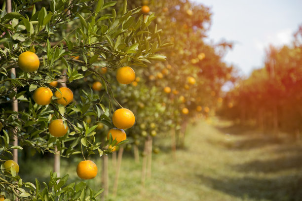 oranges