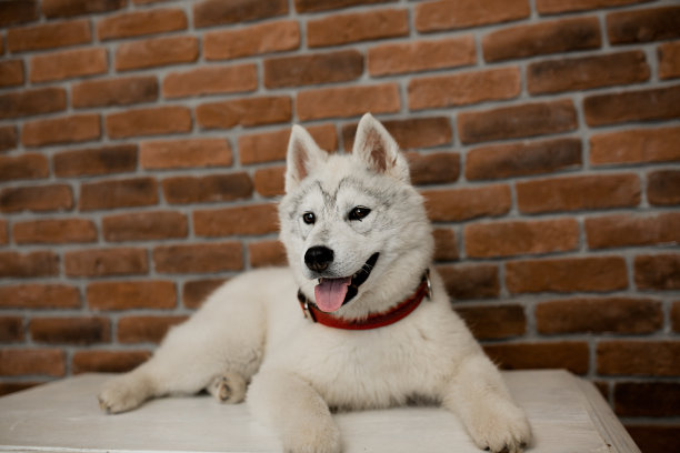 高清西伯利亚雪橇犬