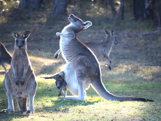 kangaroo