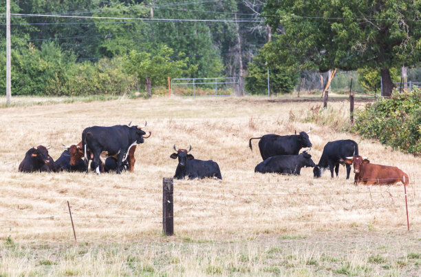草原散养牛肉