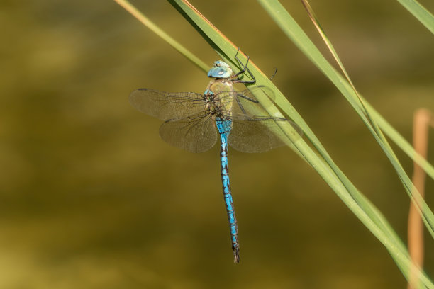 池塘上飞舞的蜻蜓