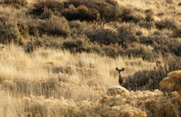 deer