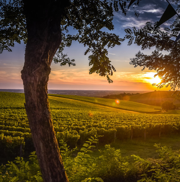 vineyard