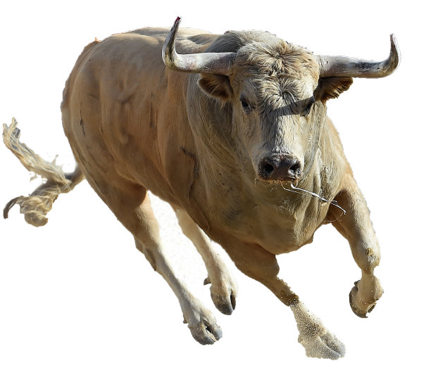 bull