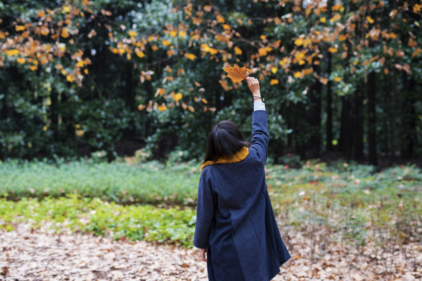 小无花果树