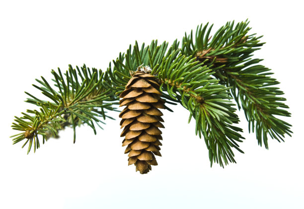 spruce