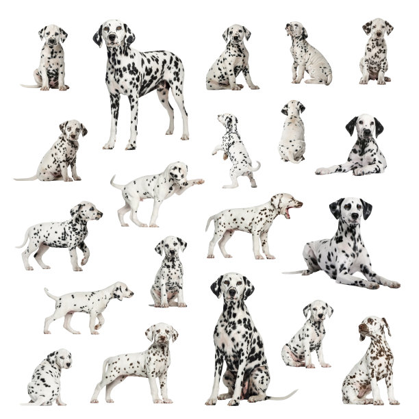 dalmatian