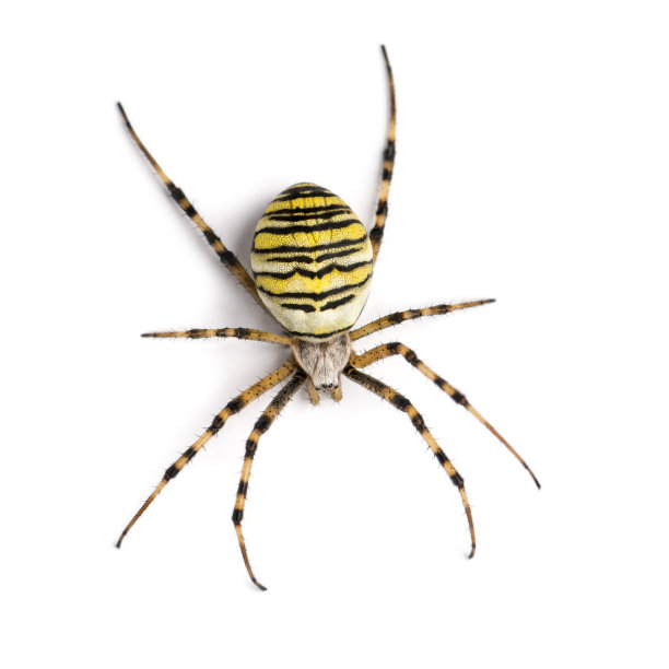 spider