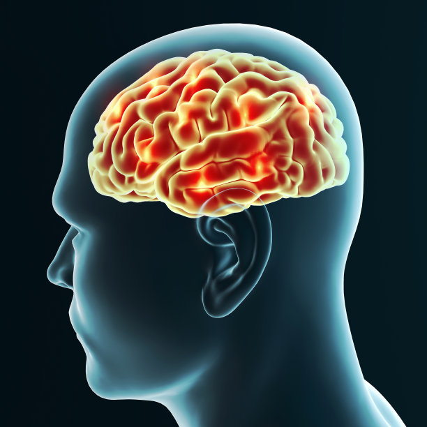 brain