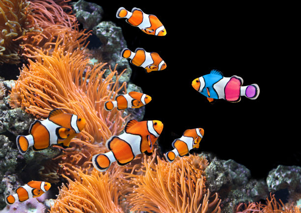 anemonefish