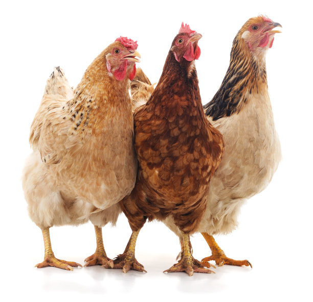 hen