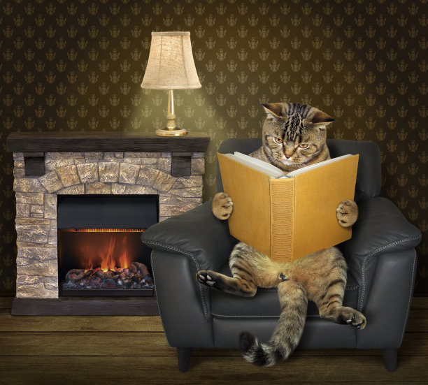 看书的猫
