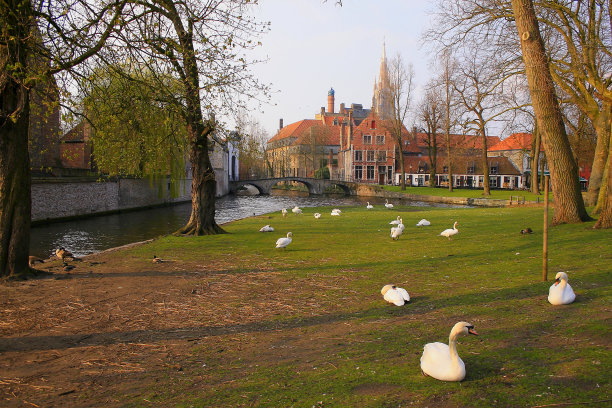duck